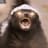 Honey Badger