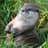 Otter