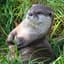 Otter