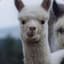 Alpaca Supimpa