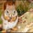 squirrel
