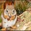 squirrel