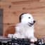 DJ Dog