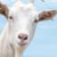 GoatMilk