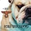 [GB]BULLDOG