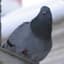 Some Random Black Pigeon