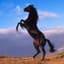 The Stallion