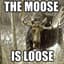 IxMoose