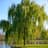 Tiny Willow