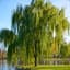 Tiny Willow