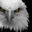 Freakin' Eagle