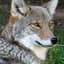 NotableCoyote