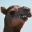 Vicious Camel