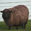 BrownSheep