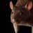 rat