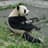 PandaMan