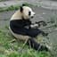 PandaMan