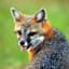 Gray Fox
