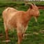 Goldengoat13