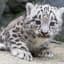 SnowLeopard2011