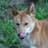 dingo