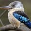 krazy_kookaburra