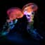 JackTheJellyFish