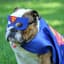 Super Bulldog
