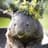 Alpine Wombat