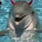 DevilDolphin
