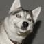 Husky