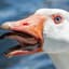 GooseTeeth