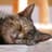 Sleepy Cat