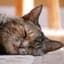 Sleepy Cat