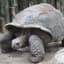 The Tortoise