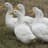 Ducks