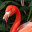 FlaminFlamingu