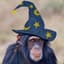 The Wizard Chimp