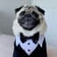 Mr.Pug