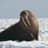 walrusking5