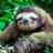 Sloth
