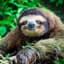 Sloth