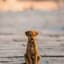 The Stray Dog