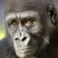 Gorilla Enthusiast