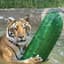 Tiger with a pickle