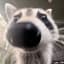 3Raccoons