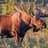 Moose