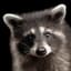 Raccoon
