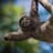 Sloths Have Feelings