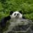 Panda_is_bea